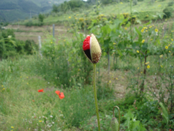 5月の葡萄畑_f0106597_6522253.jpg