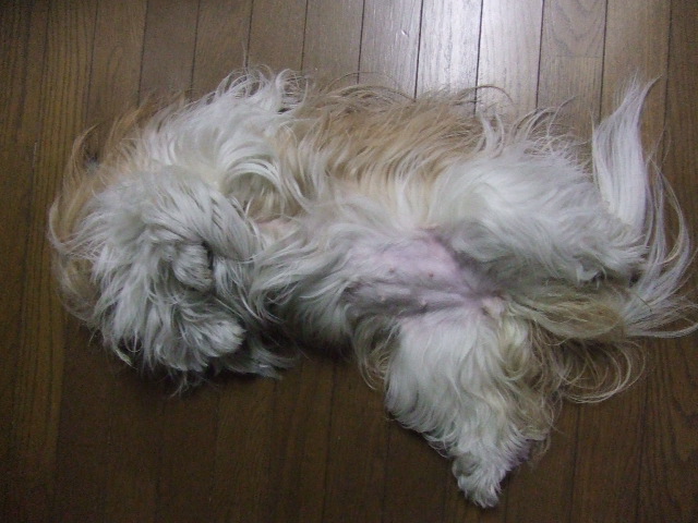 e0050801_22595128.jpg