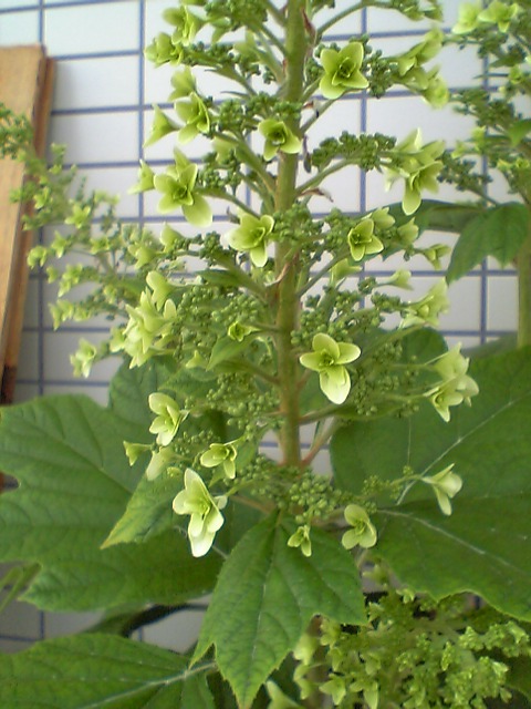 柏葉紫陽花_d0000607_18572090.jpg