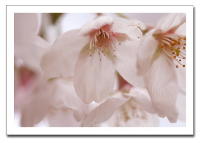 花を撮る!_f0100215_116622.jpg