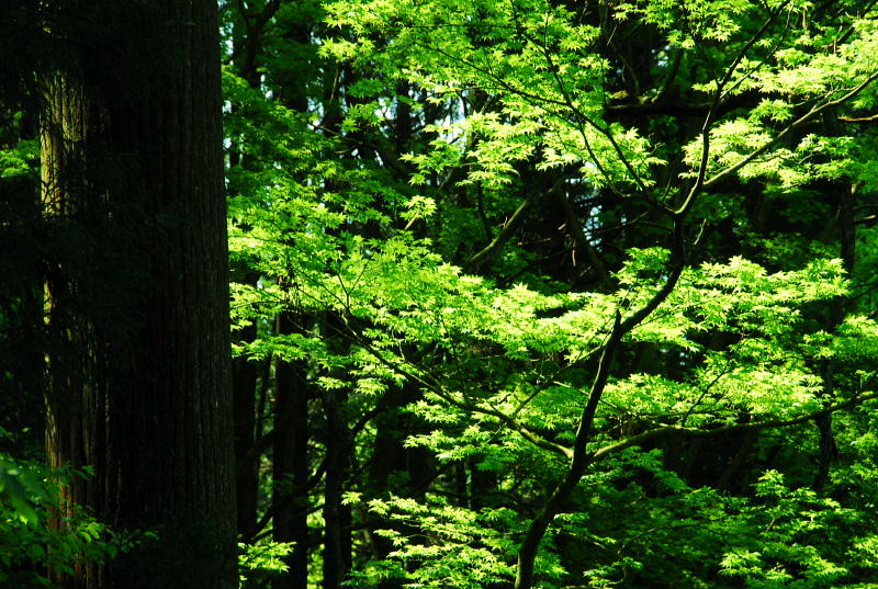 箱根・芦ノ湖_b0022221_2123477.jpg