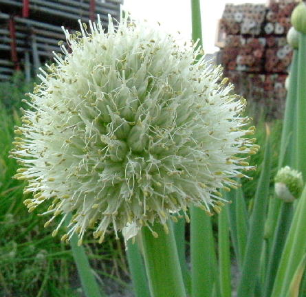 葱坊主 百花繚乱