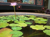 日本で、、、_d0065558_623384.jpg