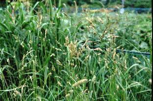 b0093261_19144099.gif
