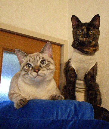 b0039168_016412.gif