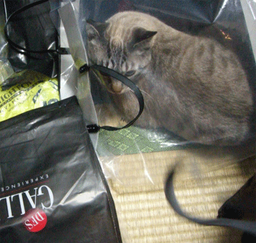 b0039168_15505550.gif