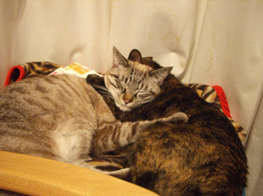 b0039168_16361257.gif