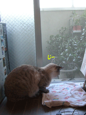 b0039168_1652965.gif