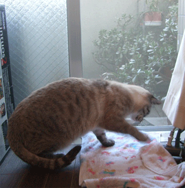 b0039168_16533743.gif