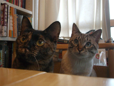 b0039168_1702581.gif