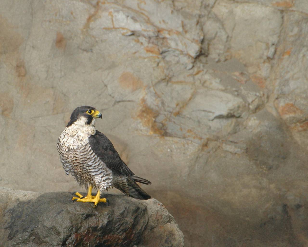 ハヤブサ一家の危機 猛禽の迫力ある壁紙付き Life With Birds 3