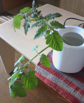 f0006980_1631427.jpg