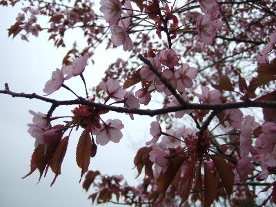桜の木の下で、焼肉ジンギスカン♪_d0022692_12272411.jpg