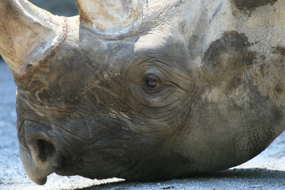 サイの目 動物園写真館