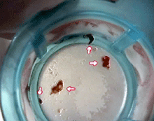 a0055913_0142693.gif
