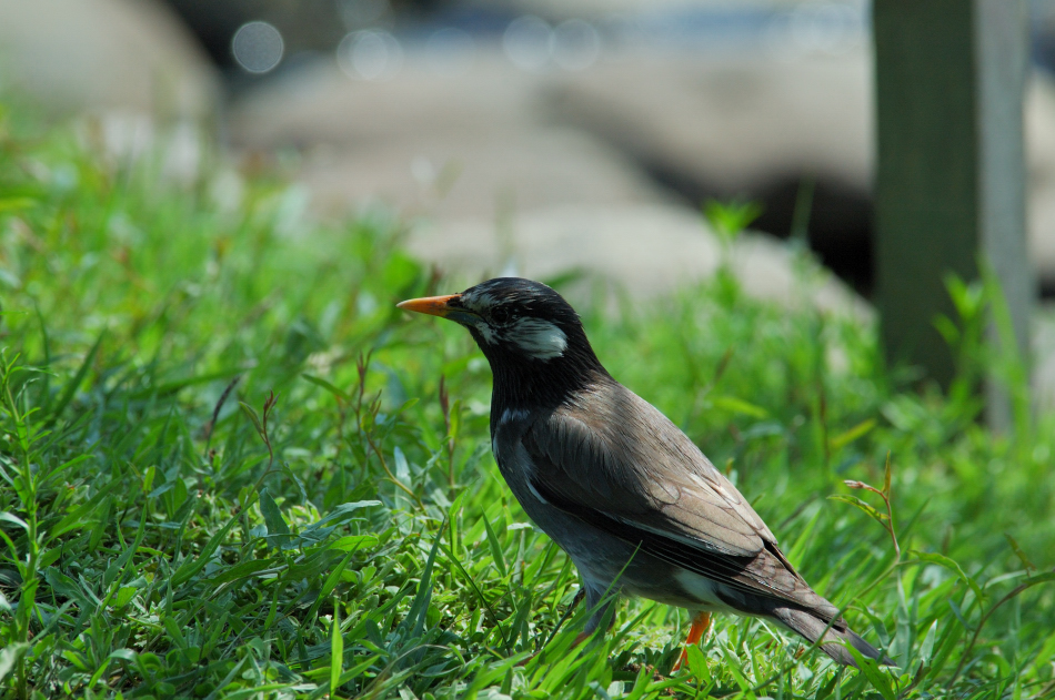 ～　昆陽池①　～_f0057318_23384292.jpg