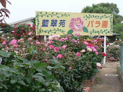 e0060041_6483.jpg