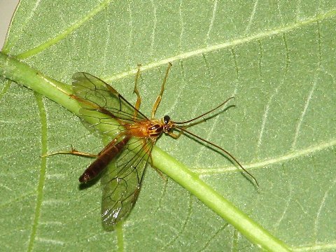 06.05.03-04（水、木）6　コガタシマトビケラ、キムネマルハナノミ、カラオニグモほか_f0027647_21554645.jpg