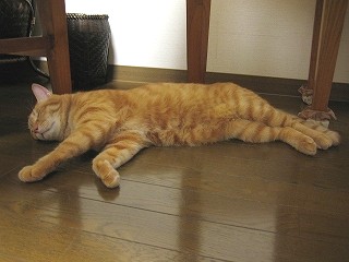 寝子（ねこ）_c0074067_22563472.jpg