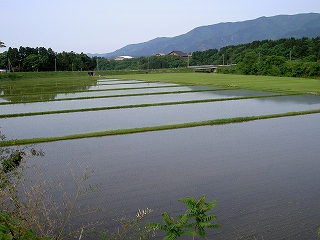 ５月２５日（木）　野口の水田_e0021668_1149138.jpg