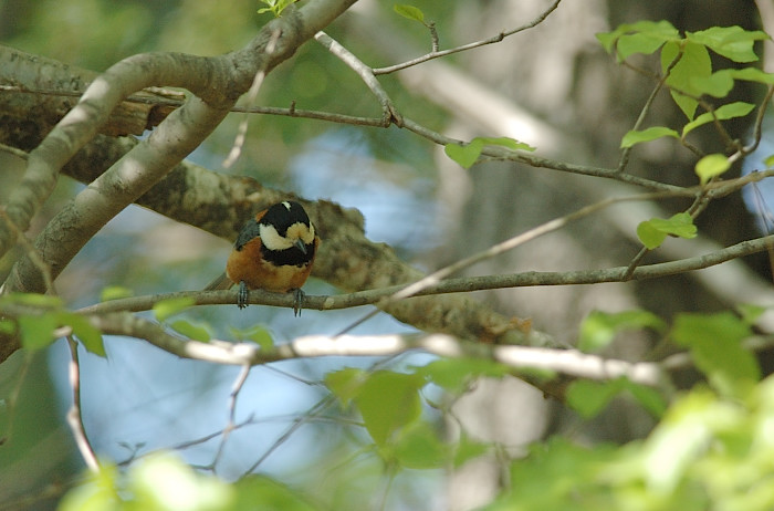ヤマガラ_f0053272_13482983.jpg