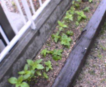 Slowly_b0079097_2283312.jpg