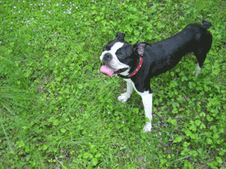 e0080117_2454581.gif