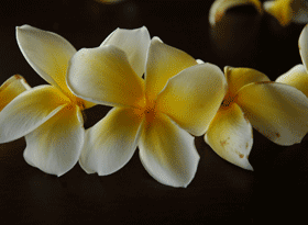 プルメリアの髪飾り Hawai I Journal