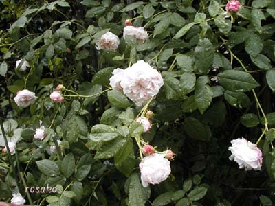 今日の薔薇 ・ ジュノー（Ｃ）_f0059818_1613353.jpg