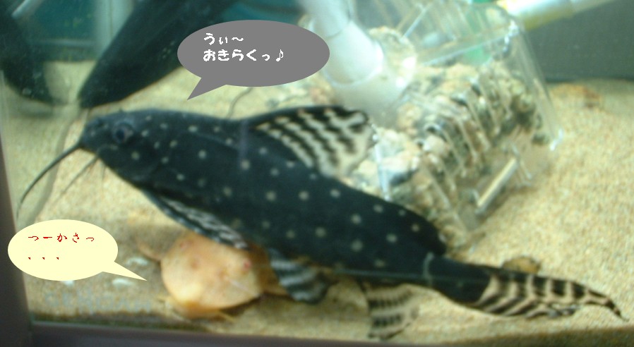 ■Synodontis Angelicus_b0082551_2310272.jpg