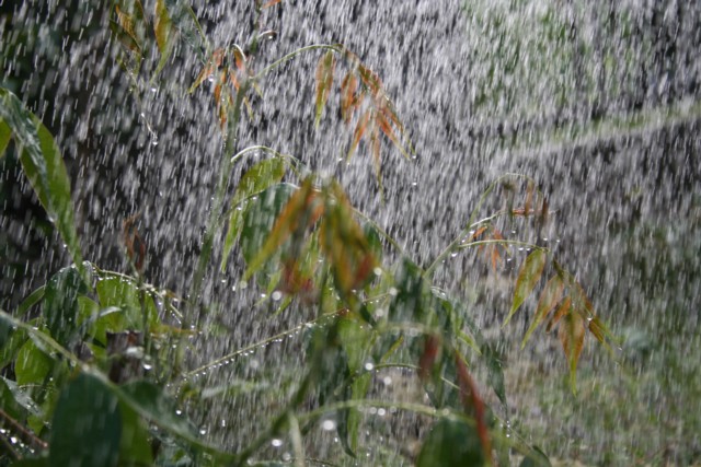 梅雨入りって言われてもねぇ。。。_a0052156_2265527.jpg