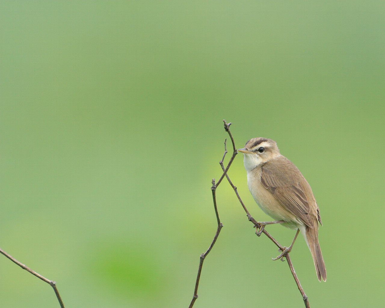 気分だけでも高原の爽やかな空気を 野鳥の壁紙あり Life With Birds 3