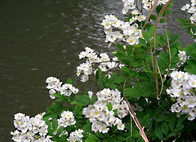 a0044076_21283153.jpg