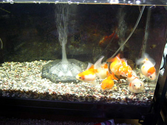 きんようびのこと それでも私は金魚を飼うよ