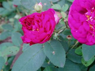 c0039428_03207.jpg