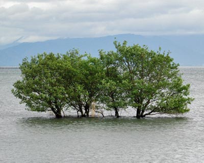 琵琶湖一周ウォーキング 長浜~湖北町_e0035757_411130.jpg