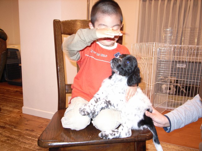 ラージミュンスターレンダーの子犬 Raffinato ラージミュンスターレンダーの子犬 Raffinato