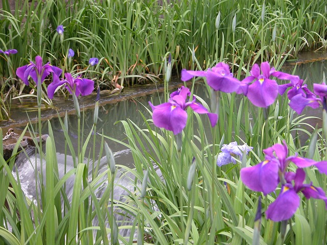 高瀬裏川　花菖蒲_e0037391_2245227.jpg