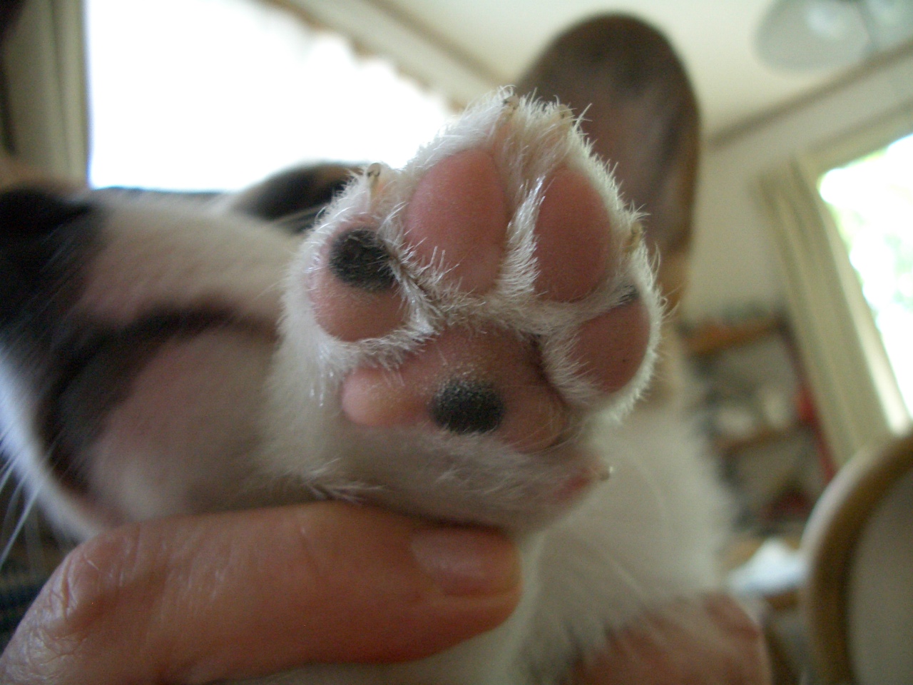 さすが牛飼いの血統_f0101201_14452911.jpg