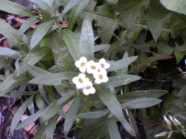 b0087914_163751100.jpg