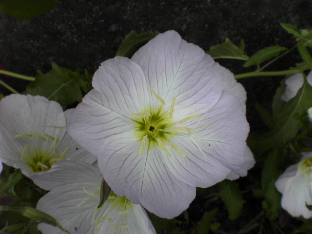 b0087914_16394368.jpg