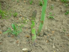 b0042334_1145536.jpg