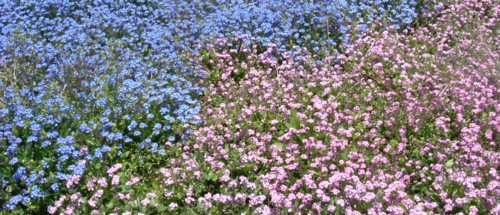 勿忘草(ワスレナグサ)｜フォトコン｜らくらくコミュニティ
