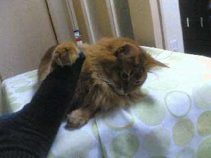 b0066240_22173495.gif