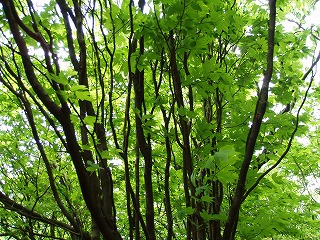 d0048350_21341630.jpg