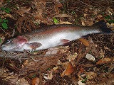 d0048350_21442031.jpg