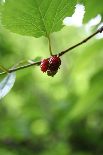 実りの森。_b0022268_224067.jpg