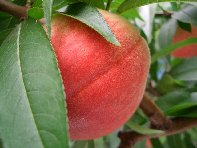 高瀬裏川　花菖蒲_e0037391_8245145.jpg