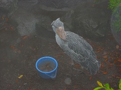 伊豆シャボテン公園_c0037200_19433415.jpg