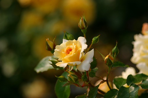 神代植物園　写真展とバラフェスタ_a0040021_20195860.jpg